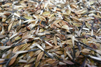 семена мавританского газана