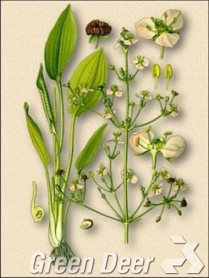 Частуха подорожниковая (Alisma plantago-aquatica L.) 