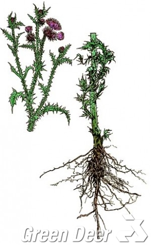 Чертополох колючий, шиповатый, акантоидный, акантолистный (Carduus acanthoides L.)