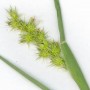 Ценхрус малоцветковый (Cenchrus pauciflorus L.)- 
