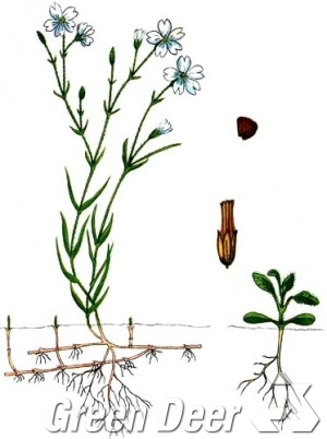 Ясколка луговая (Cerastium arvense L.)