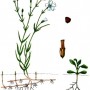 Ясколка луговая (Cerastium arvense L.)
