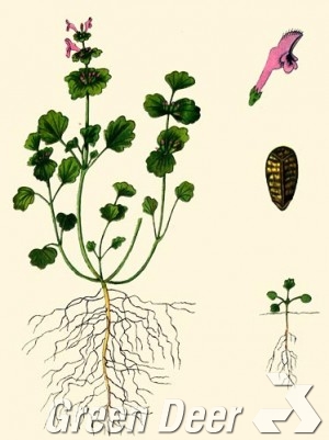 Яснотка стеблеобъемлющая (Lamium amplexicaule L.) 