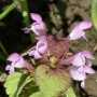 Яснотка пурпурная (Lamium purpureum L.)