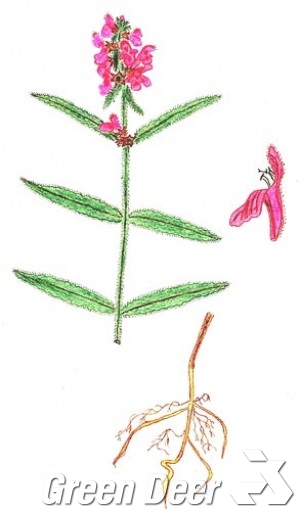 Чистец шершавый (Stachys aspera Michx.) 
