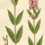 Чистец болотный (Stachys palustris L.)