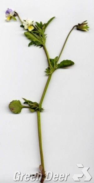 Фиалка трехцветная, анютины глазки (Viola tricolor L.) 