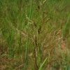 Полевица тонкая, обыкновенная (Agrostis tenuis Sibth.)