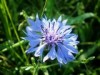 Василек синий - Centaurea cyanus
