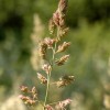 Двукисточник тростниковый (Phalaris arundinacea L.)