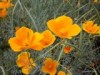 Эшшольция калифорнийская - Eschscholzia californica