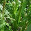 Кукуруза сахарная (Zea mays L. ssp. mays)