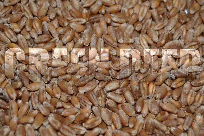 Пшеница мягкая озимая (Triticum aestivum L.)