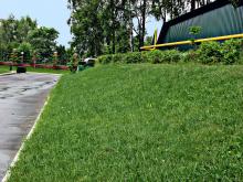 Травосмесь Придорожная - Применяется для залужения обочин дорог | Компания Гин Дир - семена газонных трав оптом