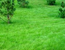 Травосмесь Северная | Семена газонных трав оптом |Green Deer